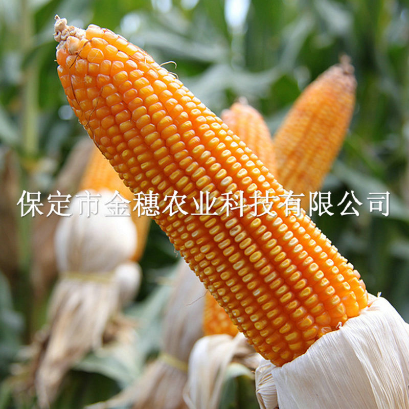 道元8号玉米种子