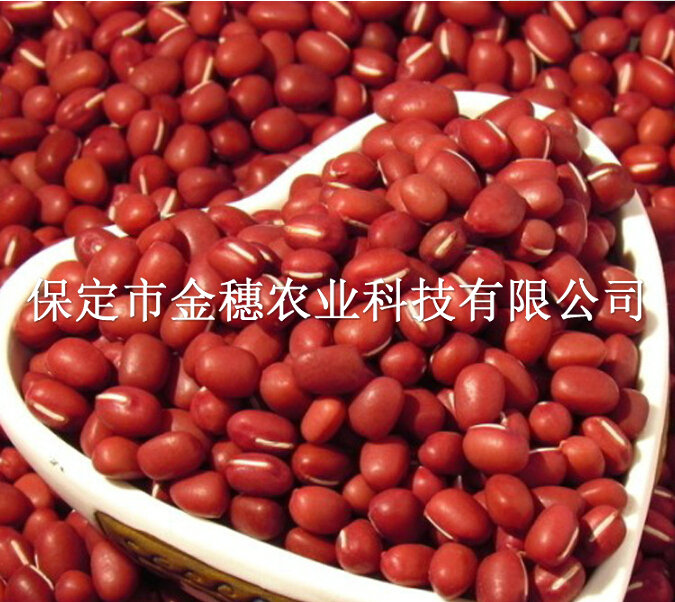 红豆种子