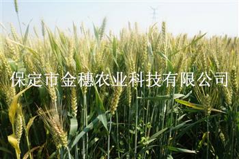 大穗高产小麦种子