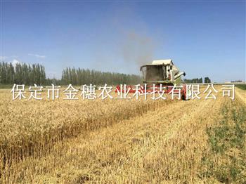 超高产抗病小麦种子